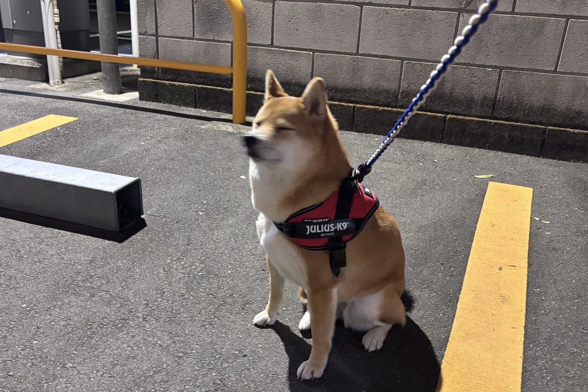 柴犬しばみ tweet media