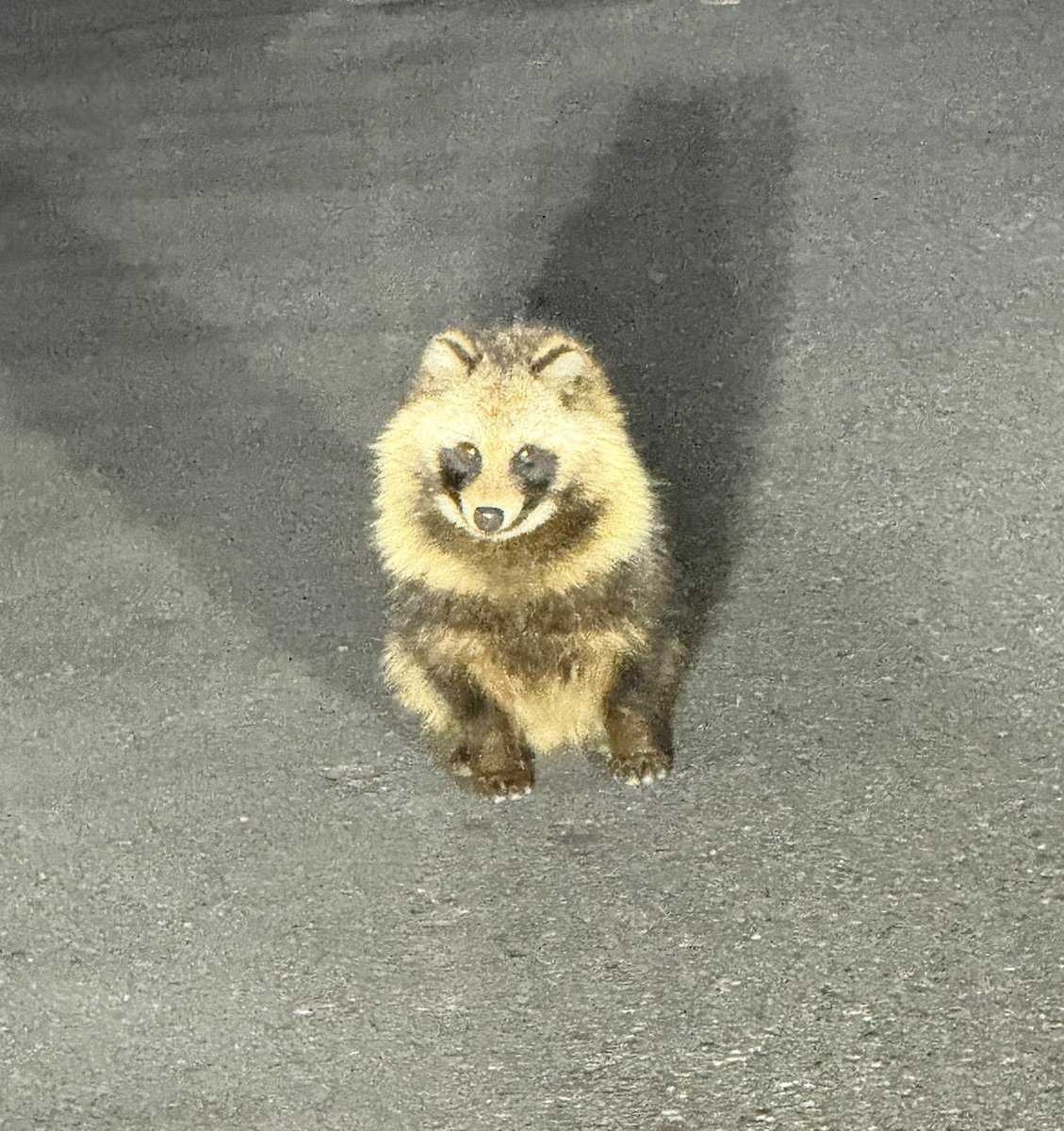 かほ🐥 (@kahochan628) / Posts / X