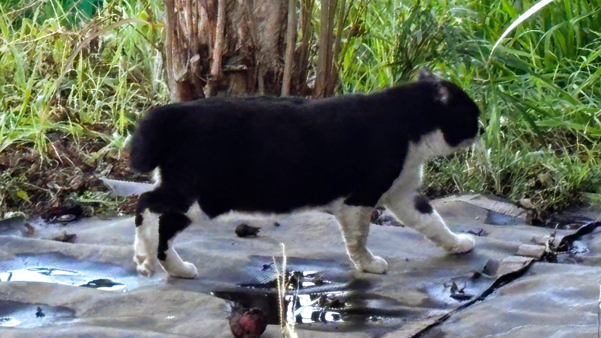 天野月 (@Tsuki_Amano) / Posts / X