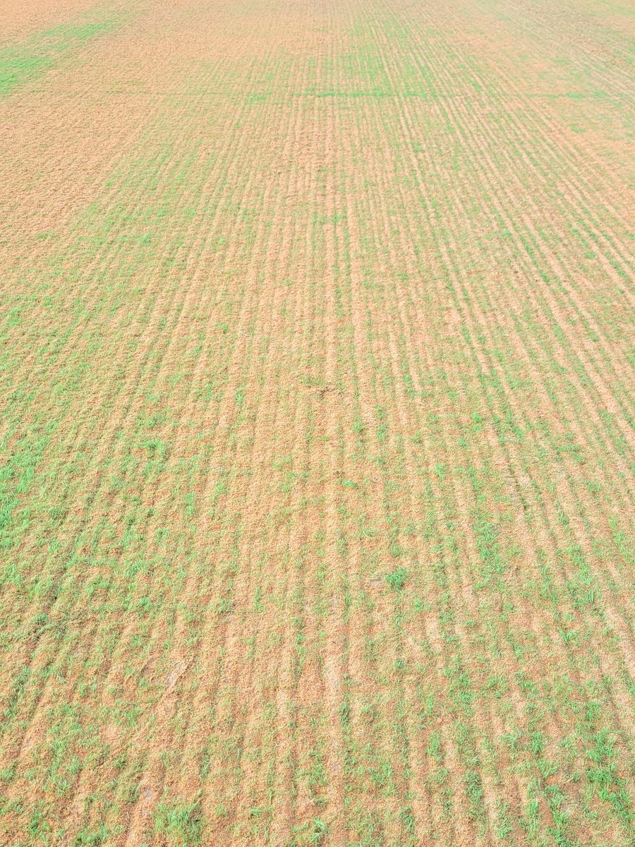 Mansfield Sand tweet media