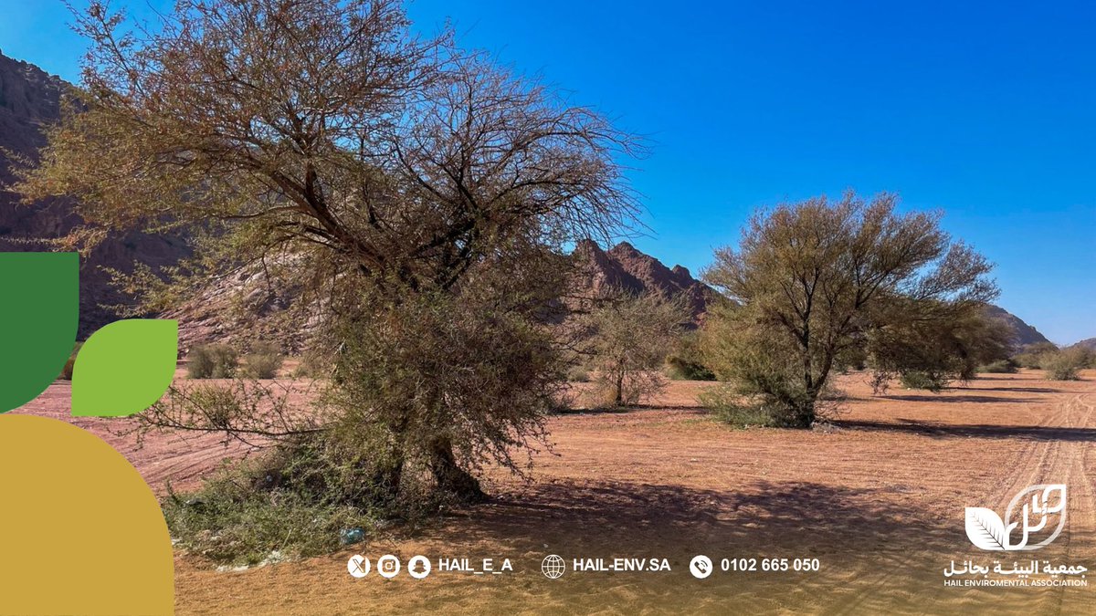 قامت ⁧#جمعية_البيئة_بحائل⁩ بتنفيذ مبادرة بيئية لمدة يومين في وادي السلف، شملت تقليم أشجار الطلح والمحافظة على الموقع الطبيعي، حيث تم تقليم (250) شجرة، إلى جانب رفع النفايات، وذلك ضمن جهود الجمعية في حماية البيئة وتعزيز استدامة الموارد الطبيعية. 🌿♻️