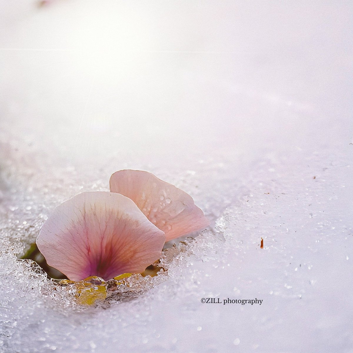 ☆°。じる Photography °。☆ (@zillannie) / Posts / X