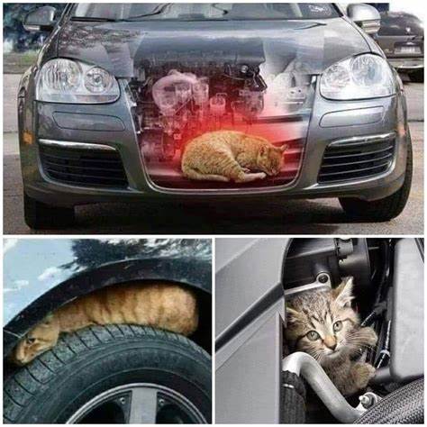 RSPCA Radcliffe tweet media