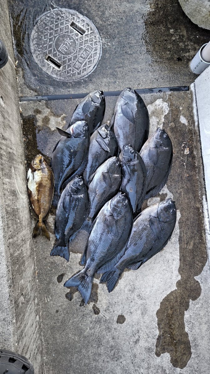 tureture55's tweet photo. 絶好調の牟岐大島へ初釣りに行ってきました。
９番クジ、ジョーギへ
足場も良く釣りやすい所。
ポツポツ釣れて  MAX46㌢〜31㌢を10尾
まずまず楽しめました😆
この調子で次回も頑張るぞ👍 https://t.co/KOlOsLePKi