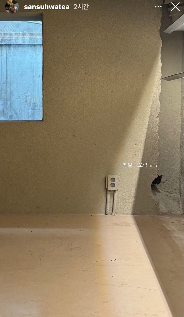 산수화 티하우스 지하 전시장에 꼼화 깜고 2개월 아깽이가 들어와 숨어버려서 전시 지연 상황이라고… 넘 귀엽다며 얼른 입양 홍보 파일 만들어주신다고! 날이 추워 들어왔나봐 🥹

instagram.com/sansuhwatea?ig…
