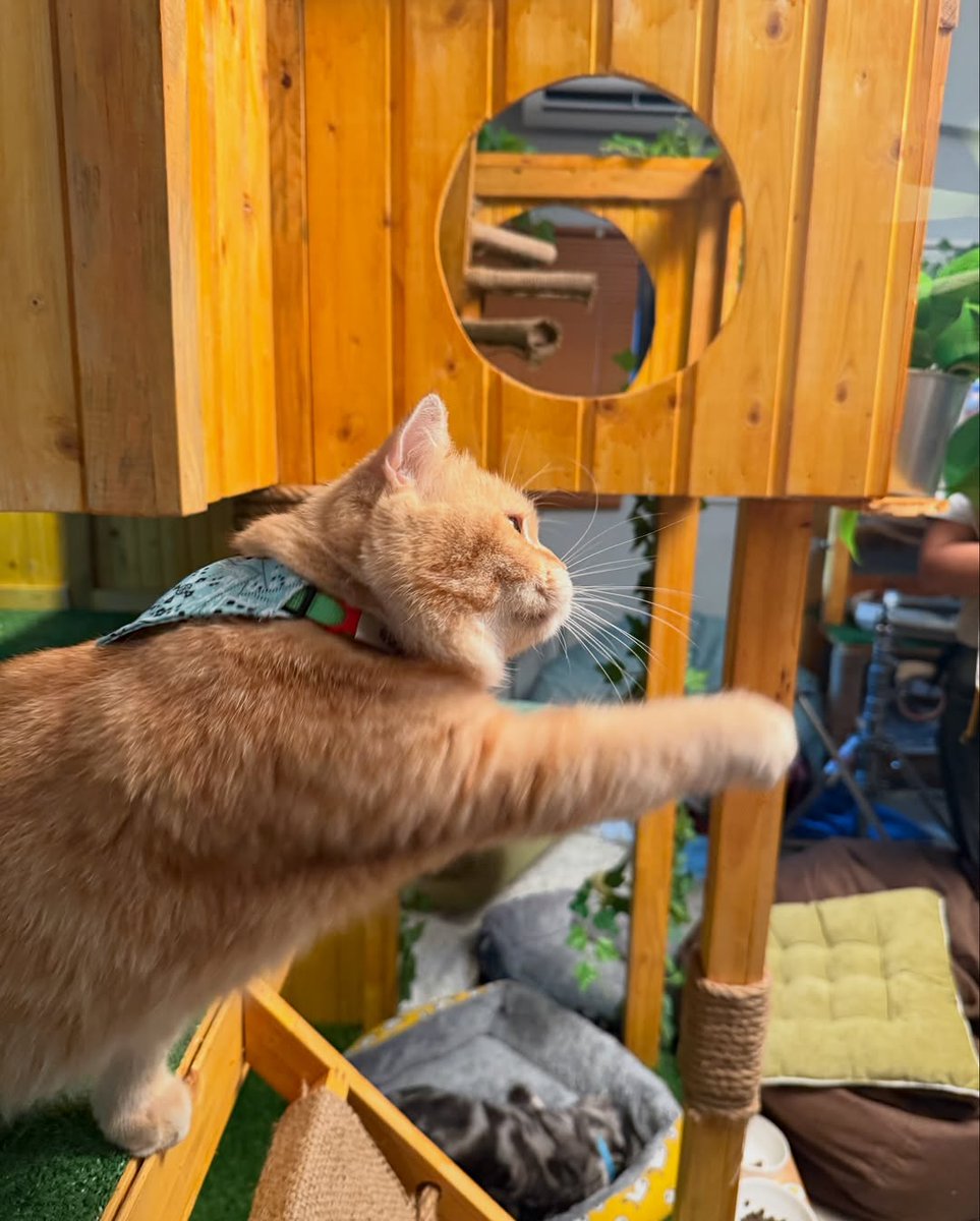 firstkhaotungPT's tweet image. ⤿ khaotungg Instagram Update ¸.•*

🔗: youtu.be/H6l2SWc3SLI

WELCOME TIGERLYNX
#CatForCash
#FirstKhaotung • #เฟิร์สข้าวตัง