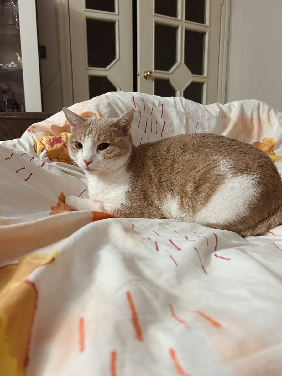 Pingu ve Bebo tweet media