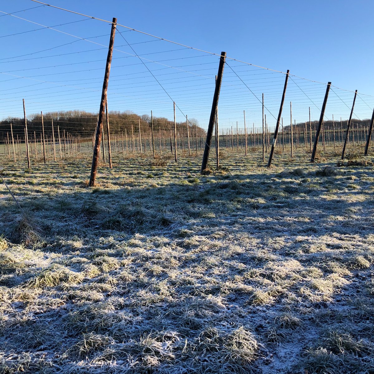 Hogs Back Brewery tweet media