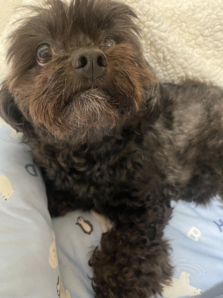 Rai_____39's tweet photo. これはうちの犬です https://t.co/O59Ql6pR4v