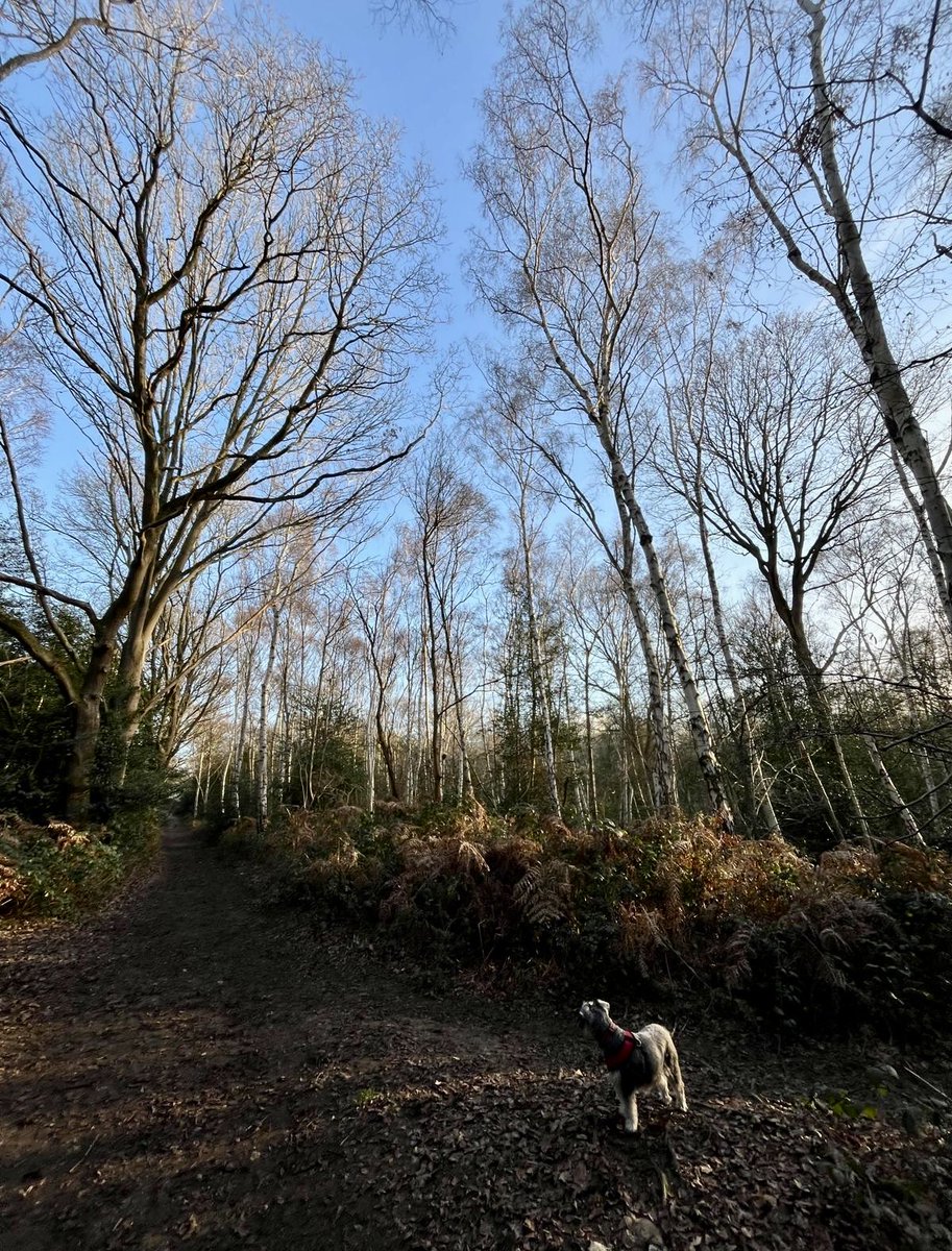 Winter blues and how to beat them. #SAD #Winter open.substack.com/pub/elizabethm…