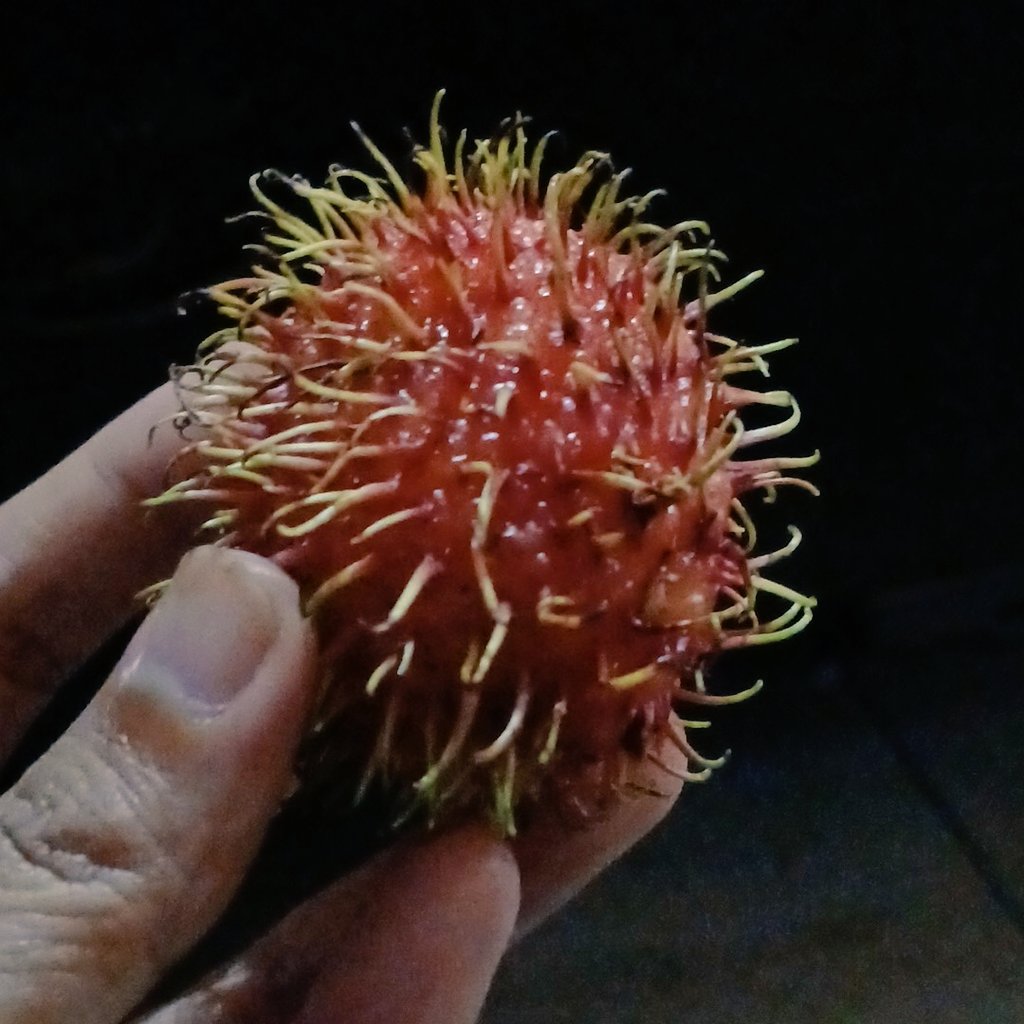 glefthere's tweet image. Rambutan di bulan Januari