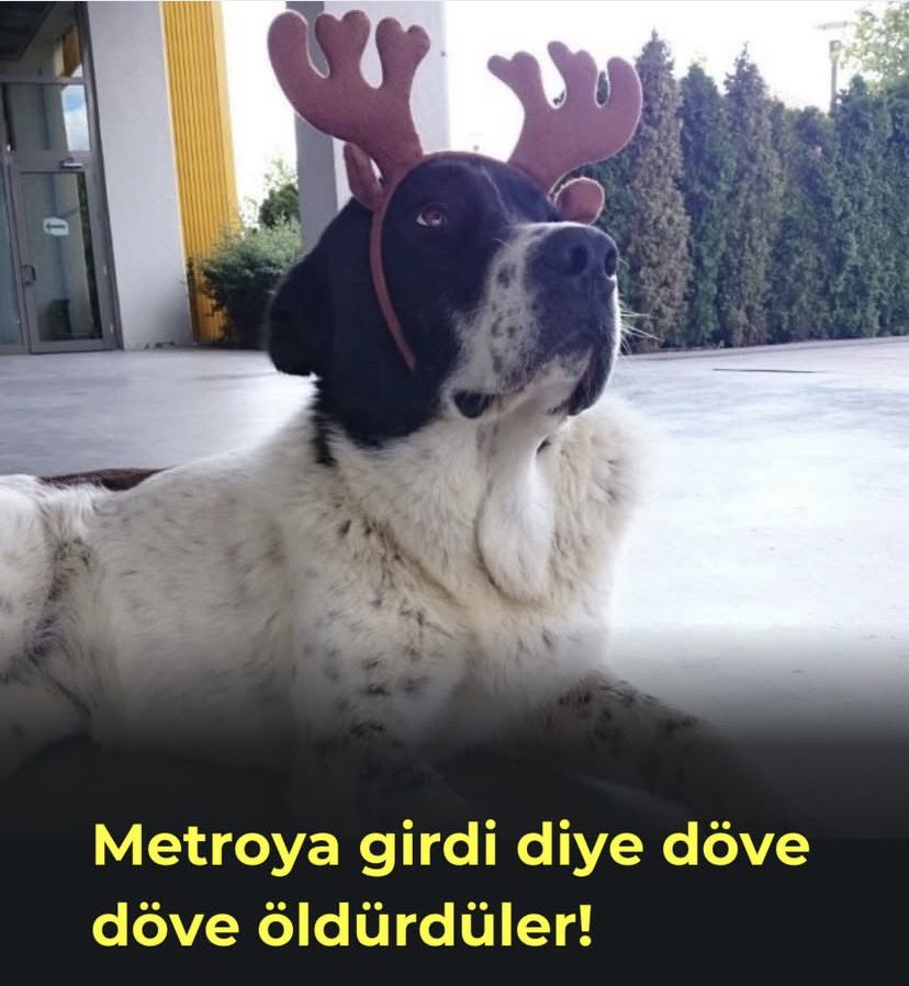 Matmazel canımızı öldürenleri adalete teslim edeceksin <a href="/mansuryavas06/">Mansur Yavaş</a> 
Adaletten kimse kaçamaz‼️
Azmettirici #CansuDemirTutuklansın
<a href="/AnkaraValiligi/">T.C. Ankara Valiliği</a> <a href="/TC_icisleri/">T.C. İçişleri Bakanlığı</a>