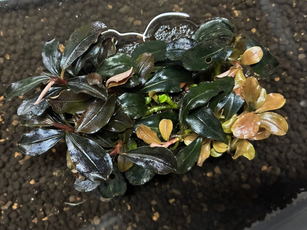 ブセファランドラsp ティア ブセも育ててます。 溶岩石に活着済み 今後