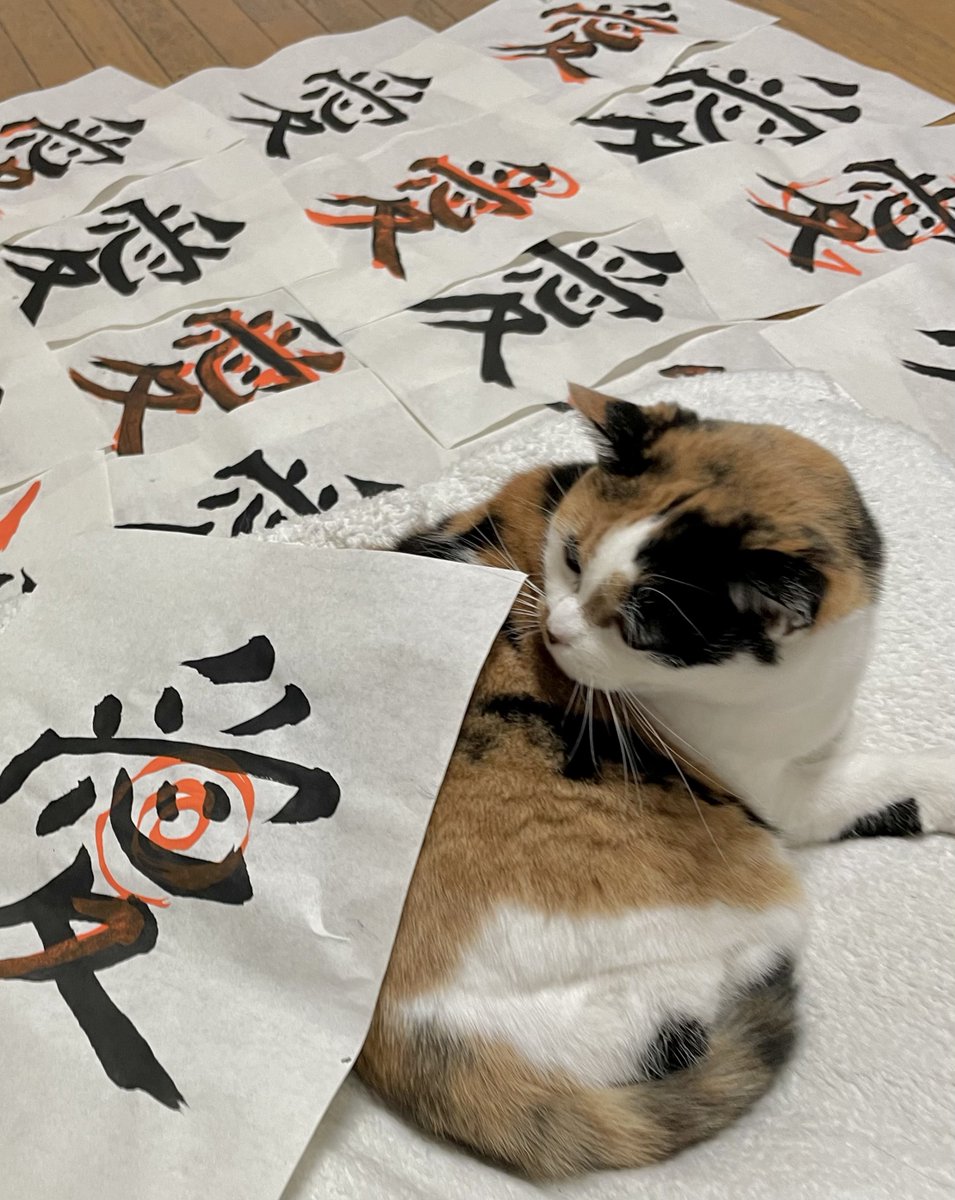 Post by にゃんころもち on X: 猫愛！！！！！