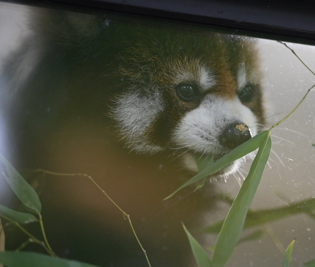 chizu_xiang (@kobuchizu0612) / Posts / X