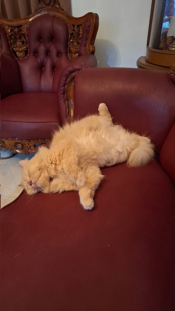 satarajfry's tweet photo. [KUCING HILANG] 

temen2 kucingku kabur dari rumah Baranangsiang Indah Bogor hari ini. namanya Hay. tolong kabari jika ada yang lihat Hay.

Kucing Persia (Jantan) Besar
Warna Krem/Oranye
Berkalung warna biru merah seperti pada gambar bertuliskan 'Hay'
Kucing indoor https://t.co/FwCakRvown