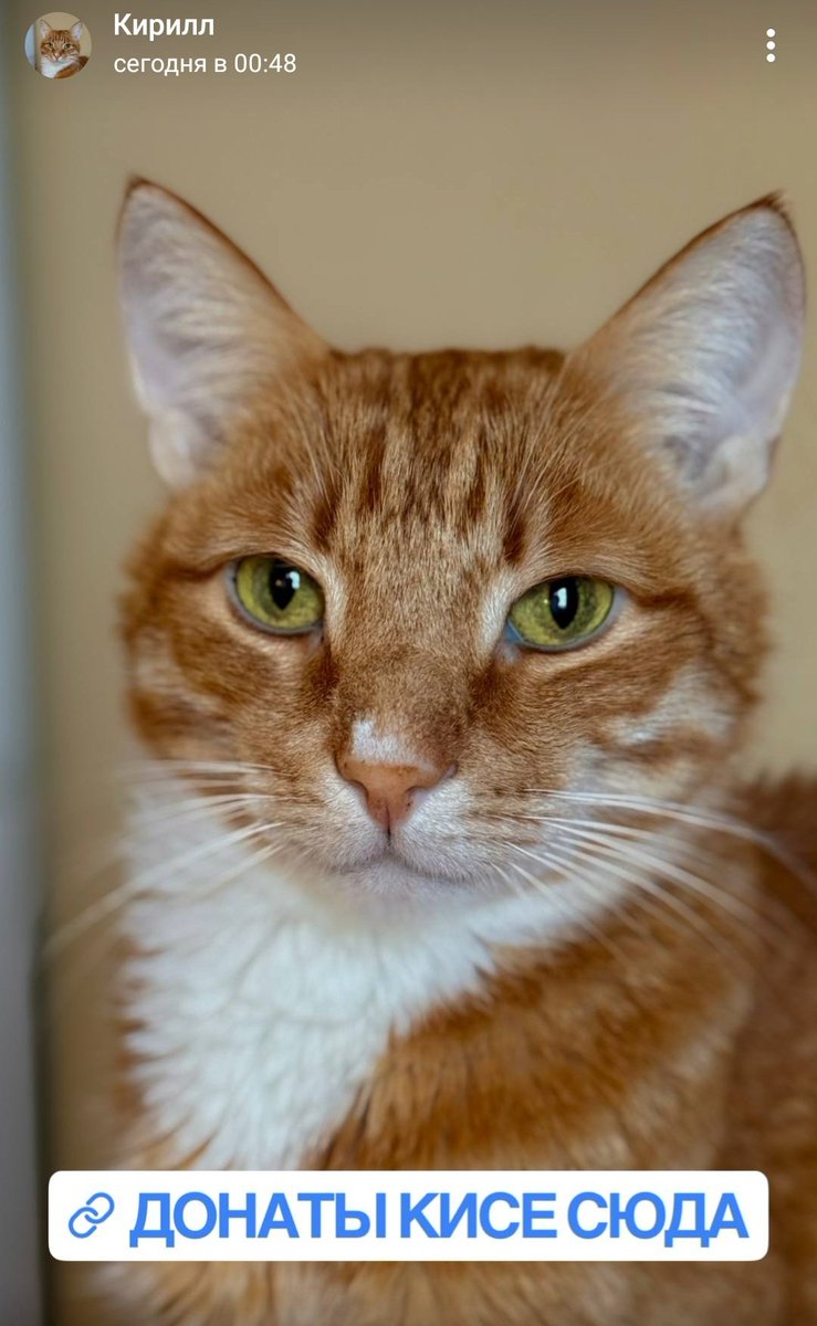 Чюваки, тут хорошему другу нужна помощь — у него сильно разболелся кот, на лечение нужны деньги (я не знаю конкретных сумм, но это всегда недёшево).

Если кто-нибудь захочет кинуть денежку, вот ссылка на сбор: tbank.ru/cf/1a9GQpHCL6w
Буду рад ретвитам!