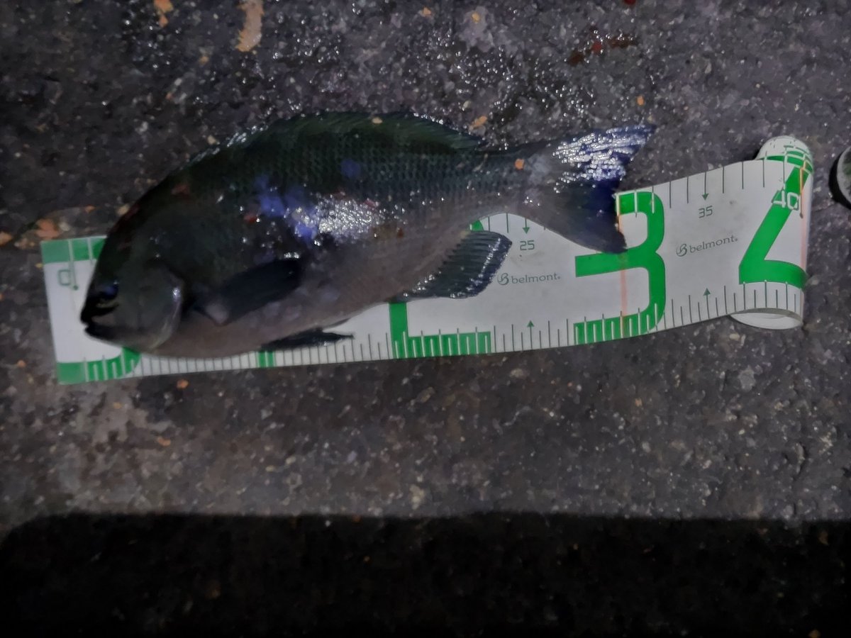 年末は釣場難民になり、空いていた真鶴鉄棒で木っ端＆エサ取りで沈没

初釣りも東伊豆難民でやっと30upクチブトの貧果

でも脂＆チョット白子もあって美味かった

沼津　ヤリイカ入り始めたのでちょっと浮気するかなぁ