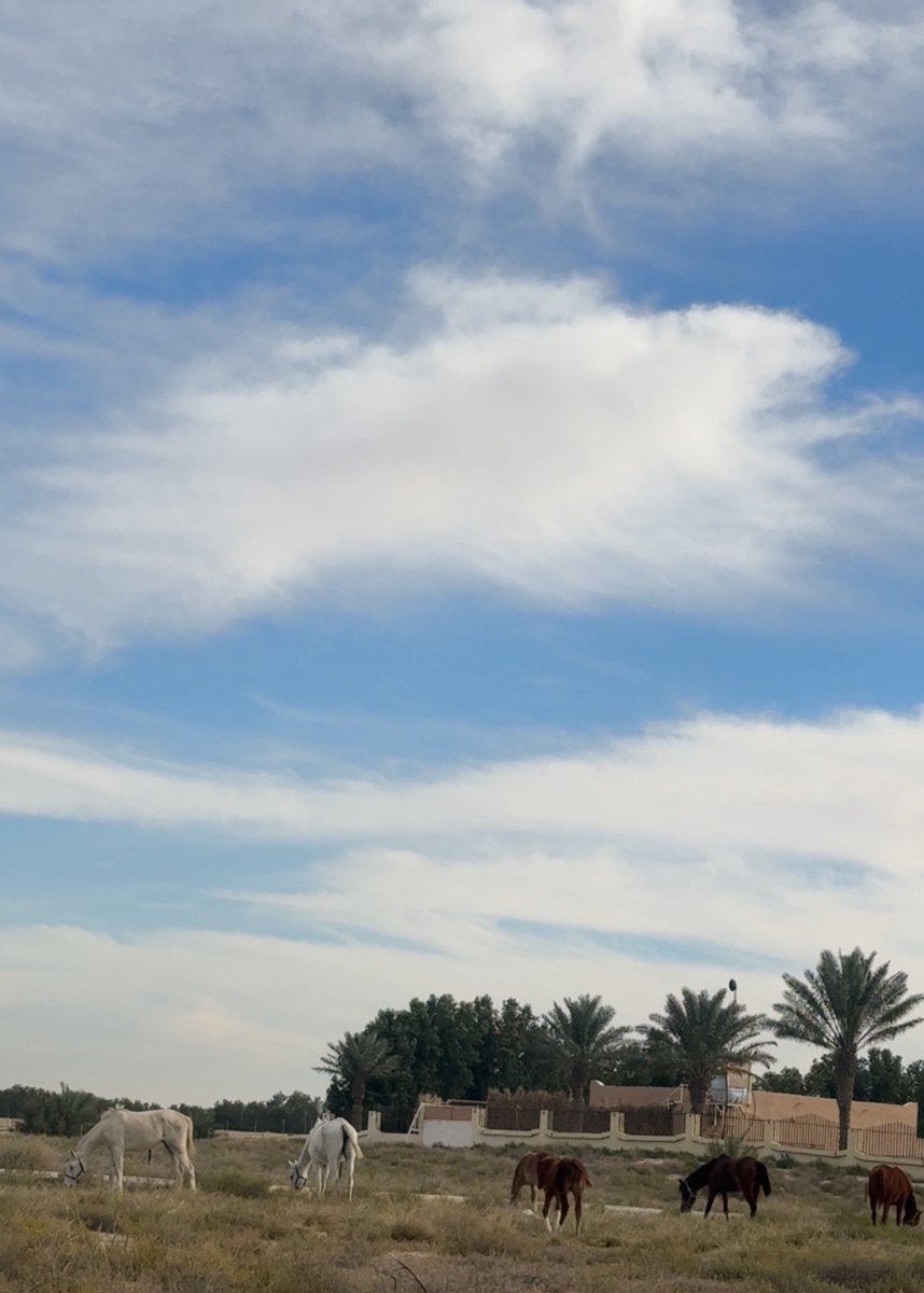 مسموح tweet media