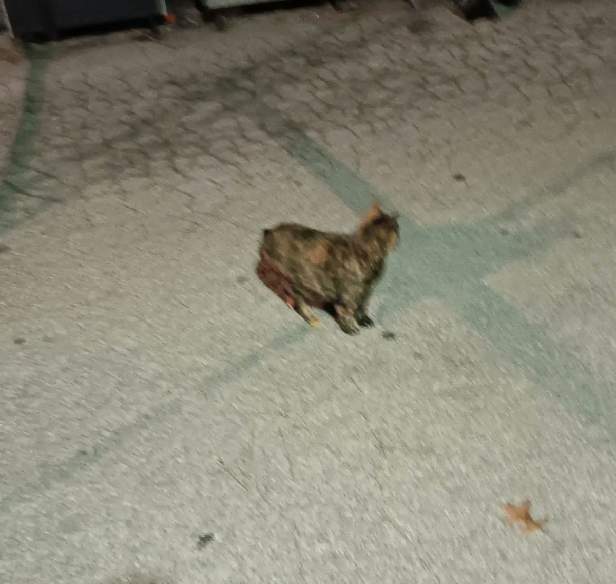 VendingCartoons's tweet image. Recon cat still on duty

#nightshift
#routelife