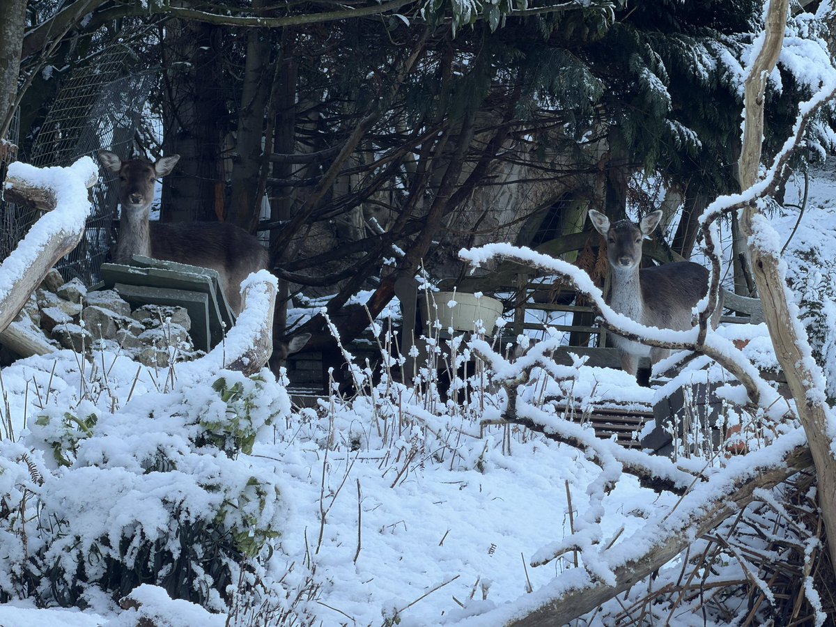 A fresh start on the first Monday of 2026: blue skies, frozen pools and deer. ❄️