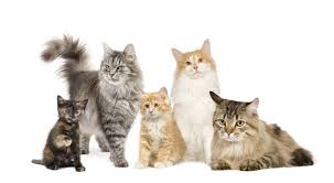 It's Tails Animal Rescue on this weeks Northwich Now programme together with Victoria Navin, a Northwich woman, whose work in sensory-rich learning is helping to reduce barriers and provide opportunities for those with SEND, and has recently published her first book.