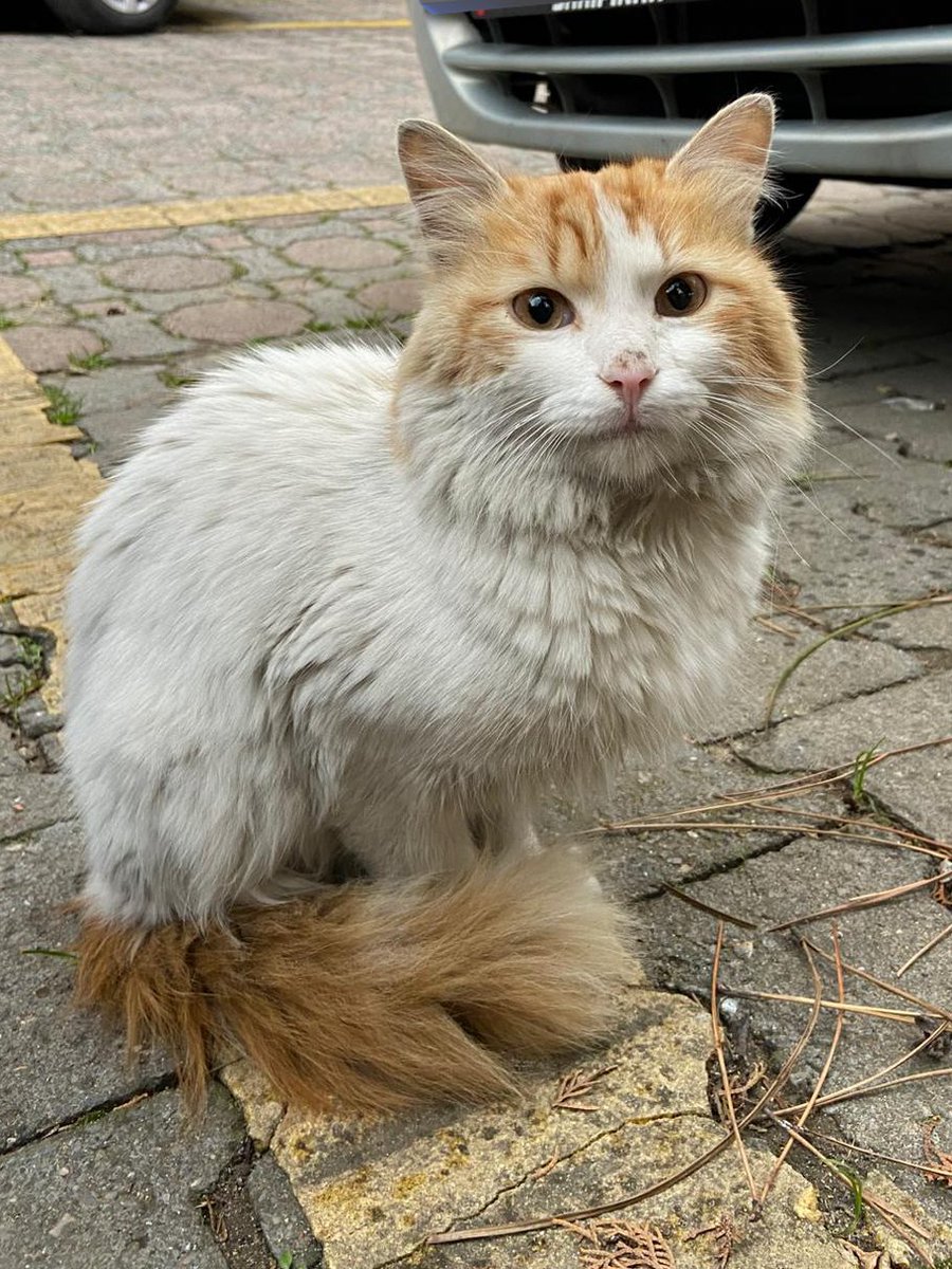 Seyy varsa 1tane yuva alabilir miyin