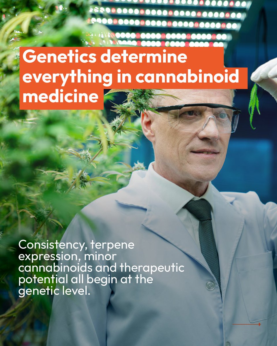 Genetics shape consistency, terpene expression, and therapeutic potential.
 Precision begins with the plant.