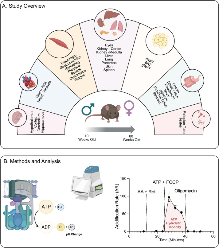 MolMetab's tweet image. New systems‑level view of mitochondrial aging:

A high‑resolution atlas of mitochondrial ATP synthase (Complex V) activity across 32 tissues reveals how aging, more than sex, drives tissue‑specific changes in activity.

🏦@HopkinsMedicine
🔗sciencedirect.com/science/articl…