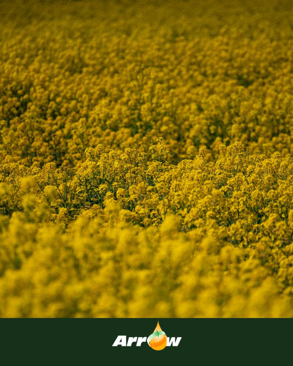 More than just waste oil...

The UCO we collect is filtered and made ready for use in biodiesel.

Recycling your oil not only saves waste from landfill but also helps reduce vehicle emissions. Win win for the planet and with our rewards, a win for your wallet too.