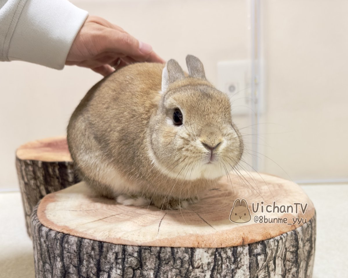 うさぎのうい🐰 (@8bunme_yyu) / Highlights / X