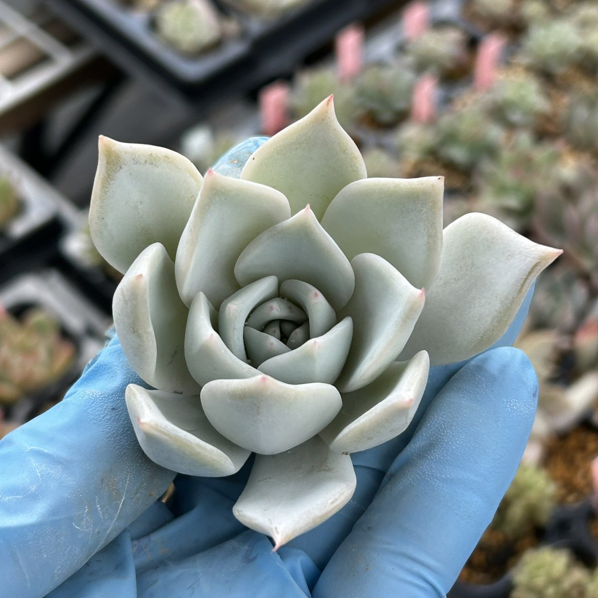 形悪かったから カットしてみた◎ #多肉植物