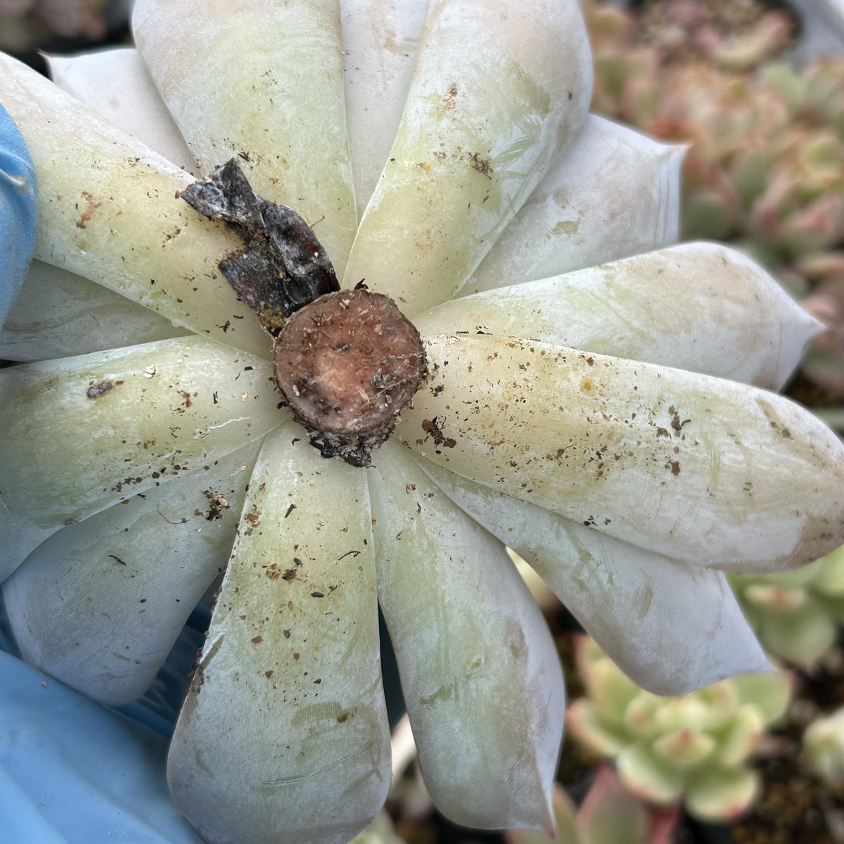 葉挿し✨ホーリンぜ達❤️ 新入り紹介・・・ホーリンゼ。 | TJの多肉奮闘記