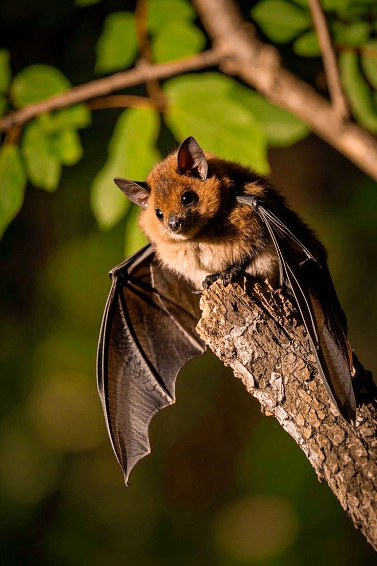 Multifandomman2's tweet image. #укррайт 
Едді Мансон боїться кажанів. І треба ж так статися, що один із них залетів саме до його трейлера! Але добре, що на допомогу завжди прийде безстрашний Стів Герінгтон - гроза всіх кажанів Гокінса.
Post S4,  Едді уповз, Векна наївся блох
archiveofourown.org/works/77090621