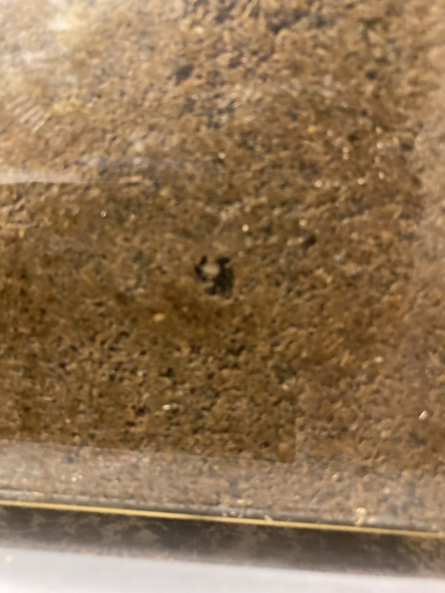 くわちゃれkz tweet media