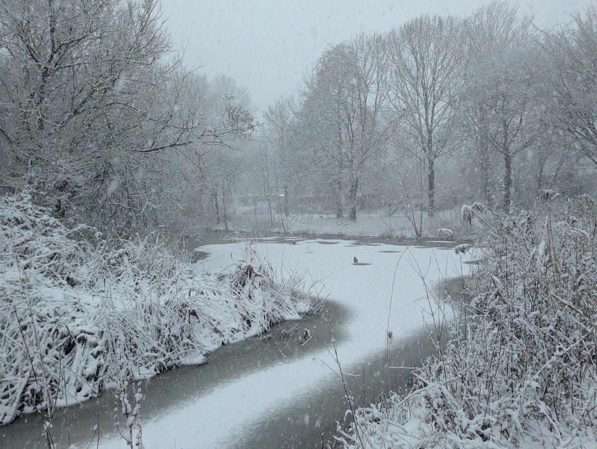 MarkvanDongen1's tweet photo. #Winterwonderland #sneeuw #winter #Flevopark https://t.co/UuqIv0onOH