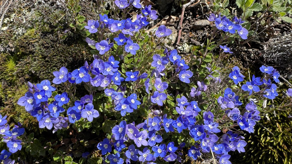 ❝Ani sıcaklık ve bölgenin toprak yapısındaki değişimler türlerin yayılışını olumsuz etkiliyor. Bir de insan kaynaklı tehdit faktörleri ortaya çıkınca türlerin yayılışı daha da sıkıntılı hale geliyor❞

🌿İklim değişikliği endemik bitkilerin yayılışını olumsuz etkiliyor