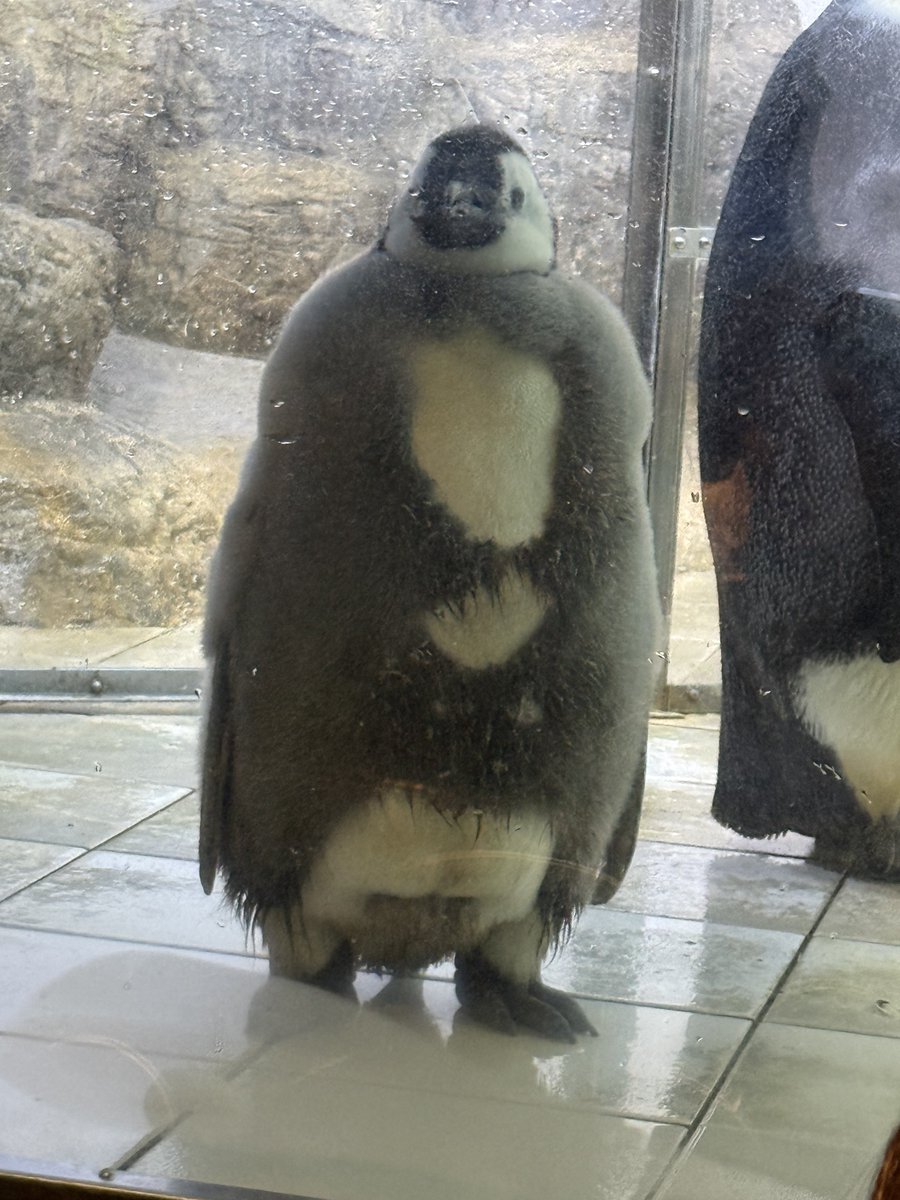 ペンギンちゃんです ゲーム】ペンギンちゃん - YouTube