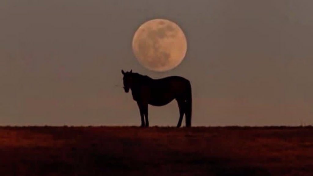 “Anlamıyor musun ey Talib,
yazgınla savaşman bile yazgın.”
