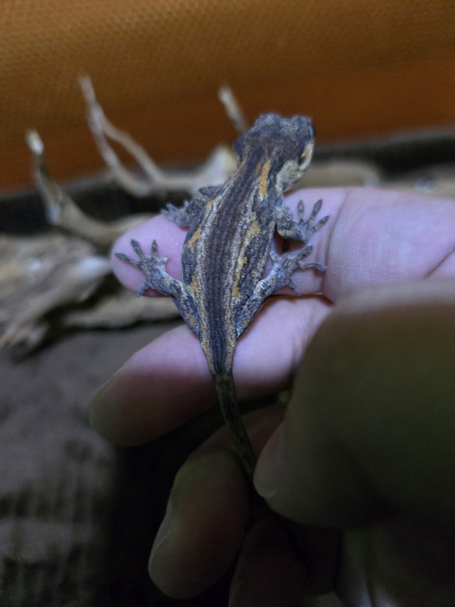 186Breed's tweet photo. 🎍年始SALE🎍🌅🎍⁡
⁡⁡
🦎⁡ガーゴイルゲッコー🦎⁡
⁡⁡⁡
⁡オレンジストライプ🍊￥15000円🔥⁡
⁡⁡
⁡柄が特徴的な子になります✨ https://t.co/7r0yGfD9ms