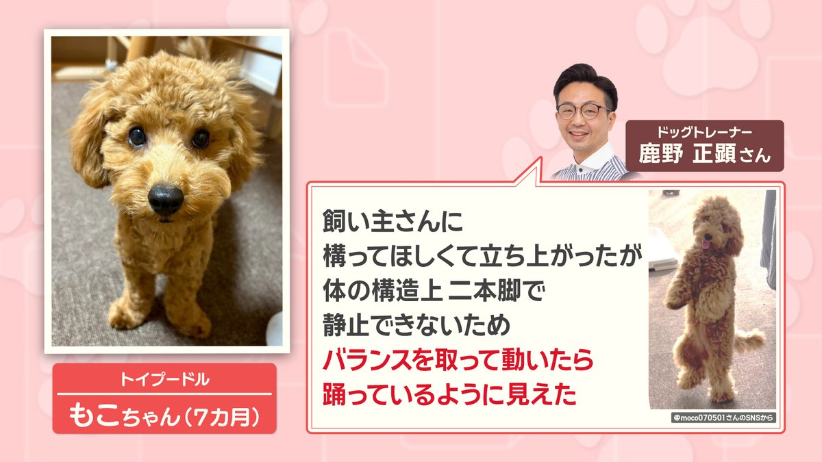 可愛い踊りをみせていたのは、#トイプードル の『もこちゃん』です