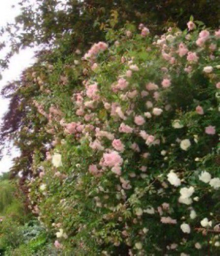 thegardenvsw's tweet image. A rough hedge, as a matter of fact, offers a real opportunity to the enterprising #gardener. We should take a hint from Nature, and plant such things as normally thrive in such unkind circumstances. #gardening