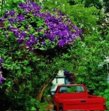 thegardenvsw's tweet image. A rough hedge, as a matter of fact, offers a real opportunity to the enterprising #gardener. We should take a hint from Nature, and plant such things as normally thrive in such unkind circumstances. #gardening