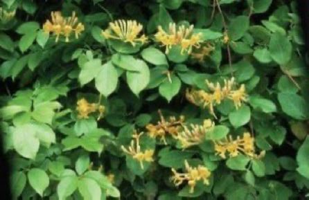 thegardenvsw's tweet image. A rough hedge, as a matter of fact, offers a real opportunity to the enterprising #gardener. We should take a hint from Nature, and plant such things as normally thrive in such unkind circumstances. #gardening