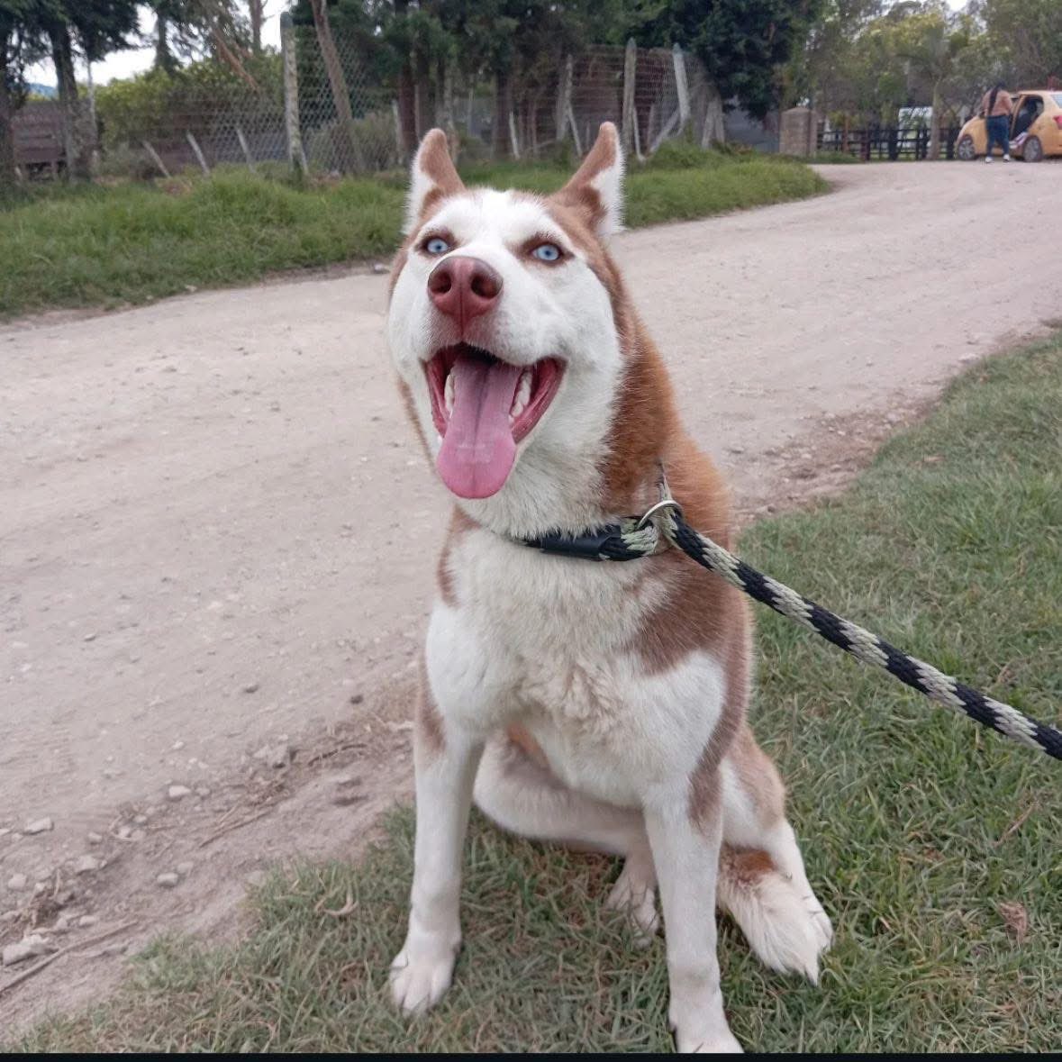 Esta hermosa peludita es una hembra de 6 meses, ya esterilizada, con un corazón gigante y muchas ganas de amar 💕

📞 Contacto:
📱 301 750 1999
📱 313 256 6812

Por favor comparte 🙏 darle un hogar también es un acto de amor 🐾💞