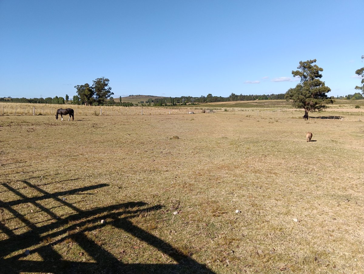 Joaquín Frade tweet media
