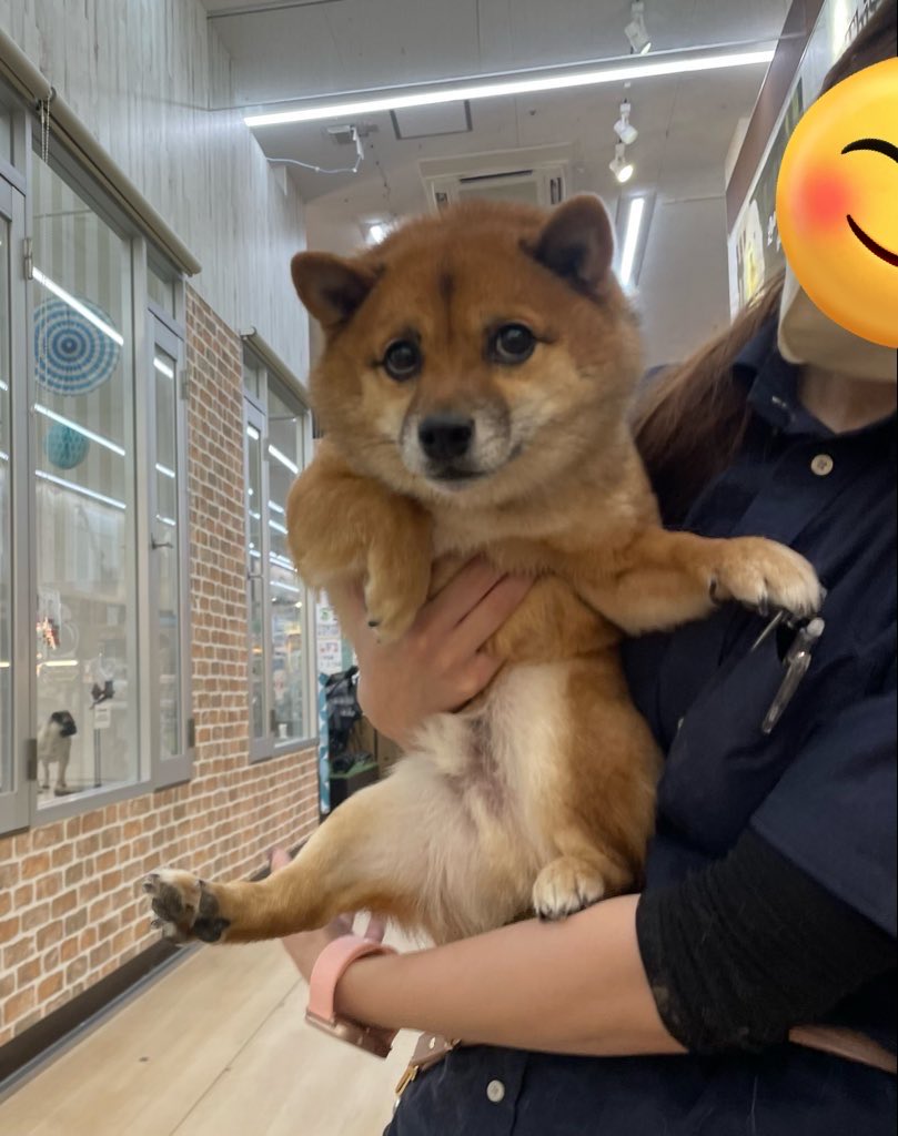 豆柴🎾九十 (@rojiko7) / Posts / X