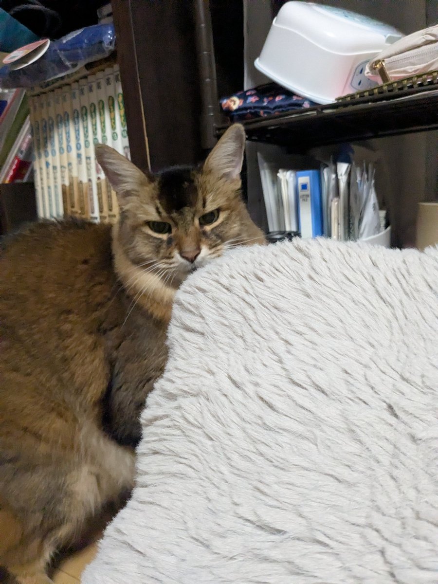 かぉ( ・∀・)ノ● tweet media