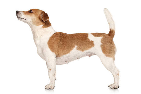 Oye <a href="/grok/">Grok</a> ponle un pantalón a este perro