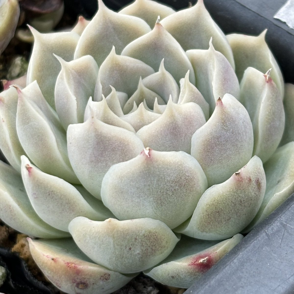 今日から多肉はじめです🪷𓂃 𓈒𓏸
実生の植え替えをすこーし🌱
今の時期に植え替えて良いのか悩むけど、春までにできるところまで実生の鉢上げ。
お写真は
(Albiface×チワワエンシスイエコラ)×沙羅姫牡丹
(白蓮華×ピオリス)×ラズベリーメモリーズ
白蓮華×ブルーベリームーン
ヒューミリス×リラシナ🪷